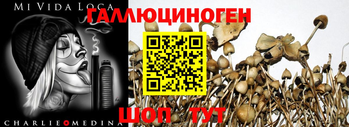 Галлюциногенные грибы GOLDEN TEACHER  Вход с VPN  Псилоцибиновые грибы MAGIC MUSHROOMS  Нефтекумск 